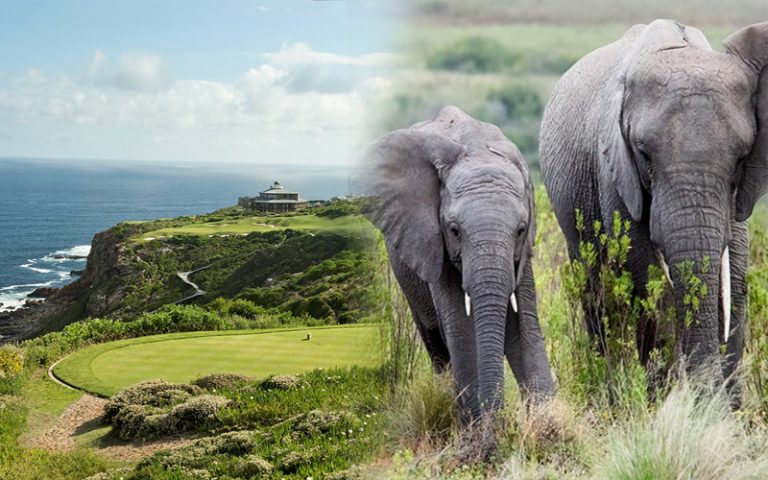 Golf, et safari dans la réserve animalière de Gondwana en Afrique du Sud